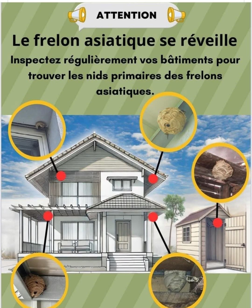 Frelon asiatique